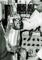 Albert II First Monkey Into Space